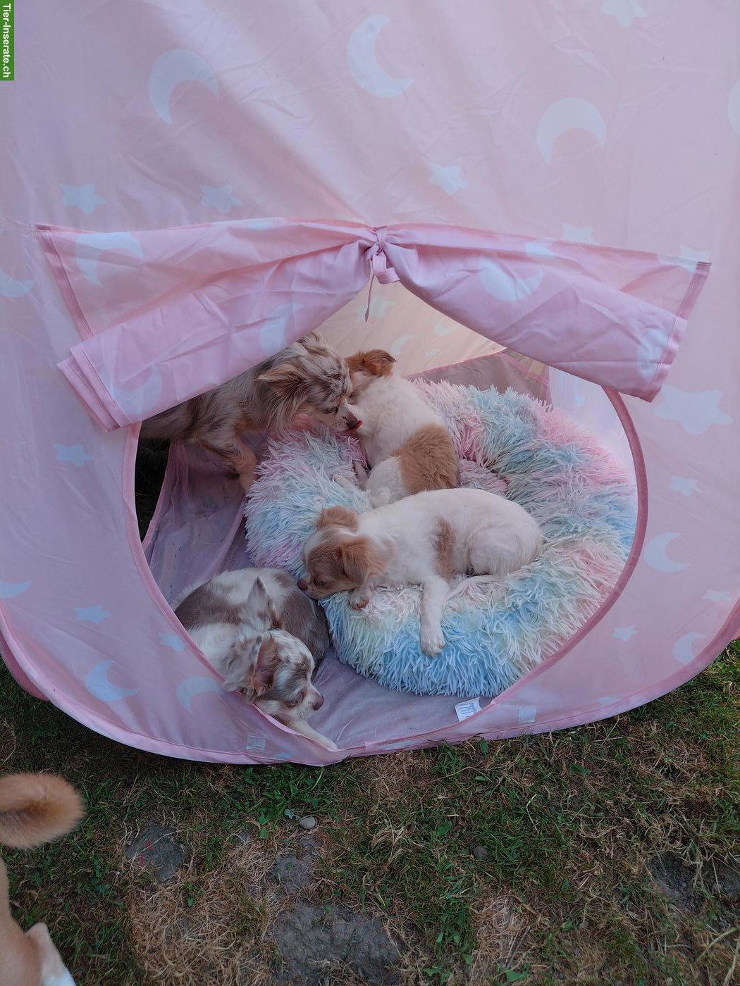 Bild 3: Chihuahua Welpen, Mädels suchen ihr Für-immer-Zuhause