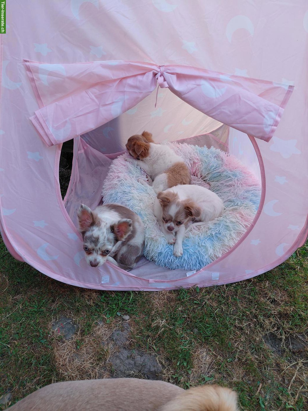 Bild 4: Chihuahua Welpen, Mädels suchen ihr Für-immer-Zuhause