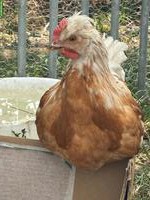 Mix Hahn aus Naturbrut zu verschenken