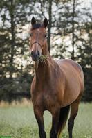 Reitbeteiligung gesucht für CH-Warmblutstute, Utzenstorf BE