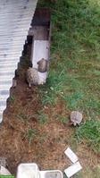 Griechische Landschildkröten zu verkaufen