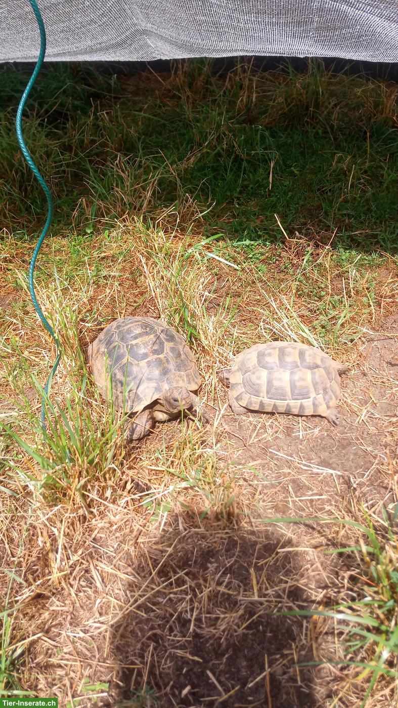 Bild 2: Griechische Landschildkröten zu verkaufen