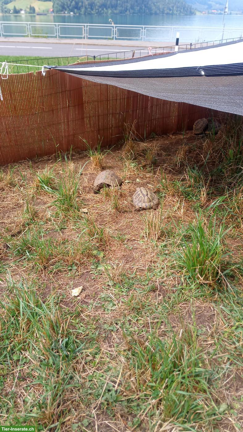 Bild 3: Griechische Landschildkröten zu verkaufen