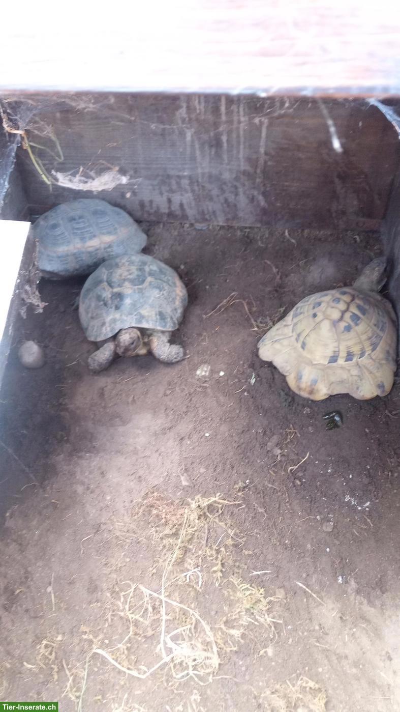 Bild 4: Griechische Landschildkröten zu verkaufen