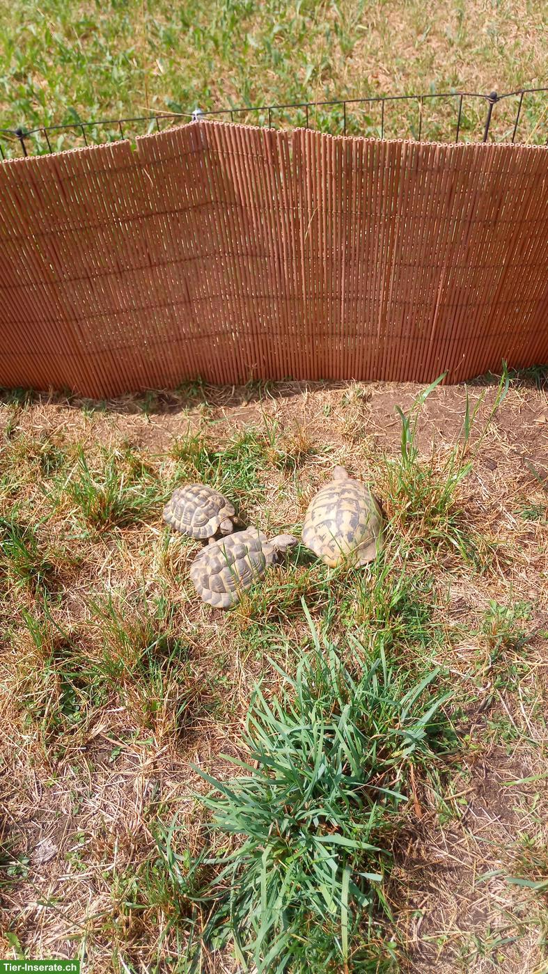 Bild 5: Griechische Landschildkröten zu verkaufen
