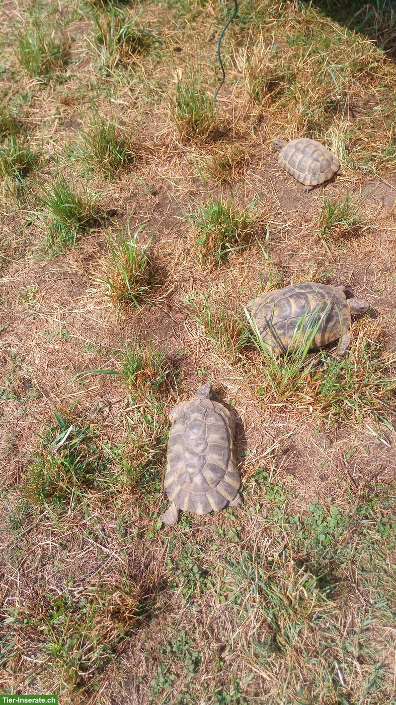 Bild 6: Griechische Landschildkröten zu verkaufen