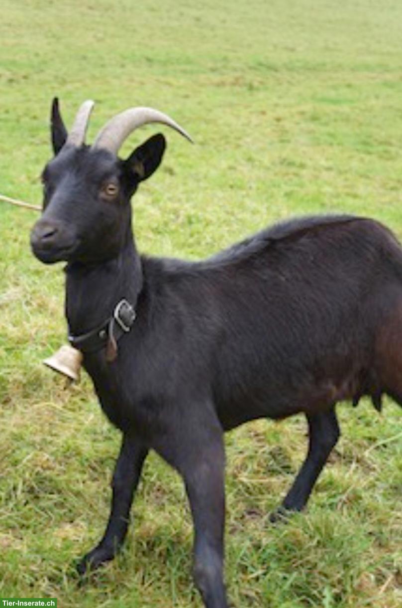 Junge Nera Verzasca Ziege