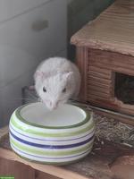 Rennmaus Weibchen sucht neues Zuhause bei Artgenossen