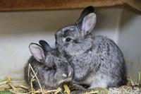 Junge Schweizer Fuchskaninchen, Farbschlag Chinchilla