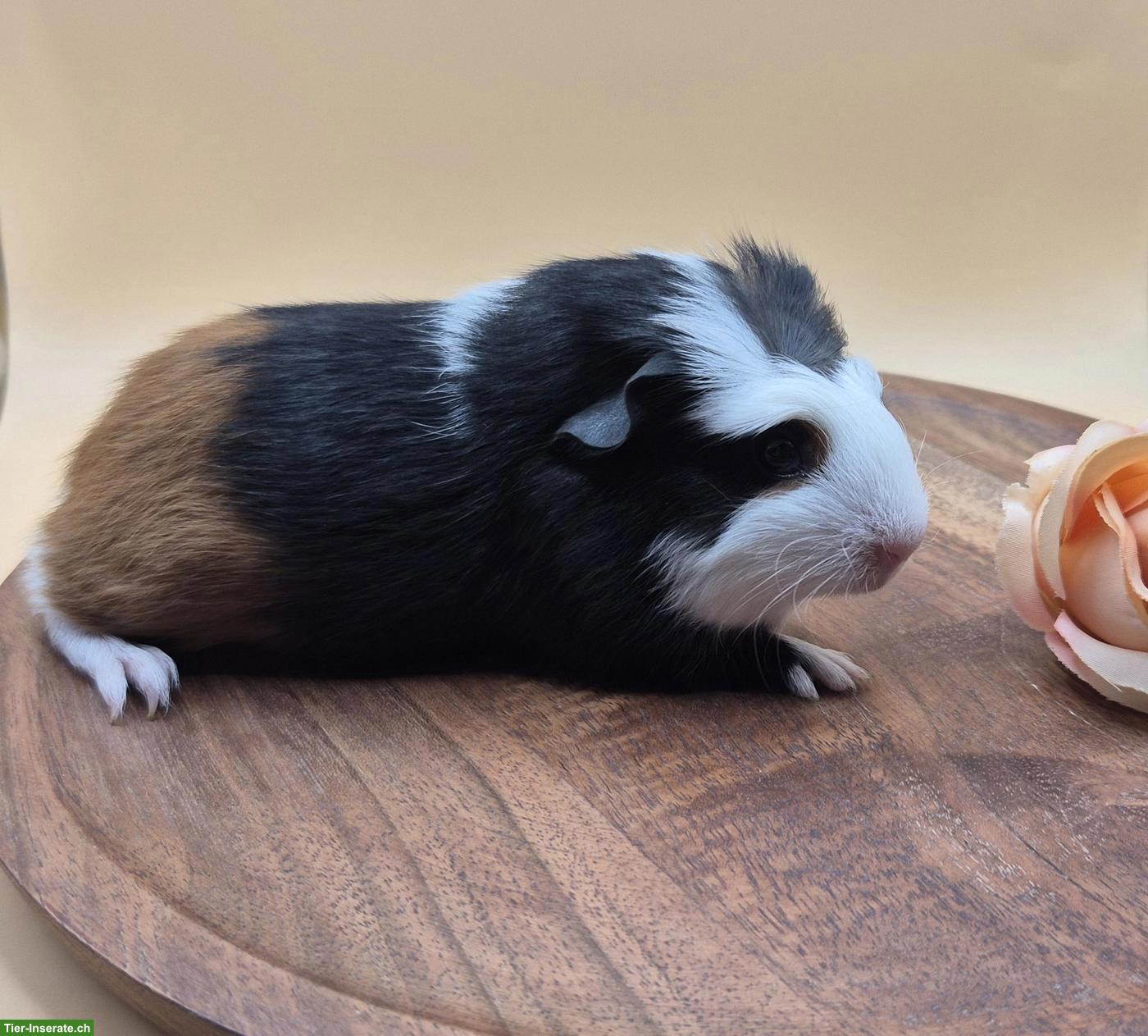 Crested Meerschweinchen Weibchen