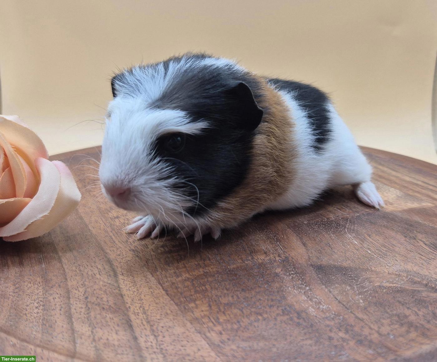 Bild 2: Crested Meerschweinchen Weibchen