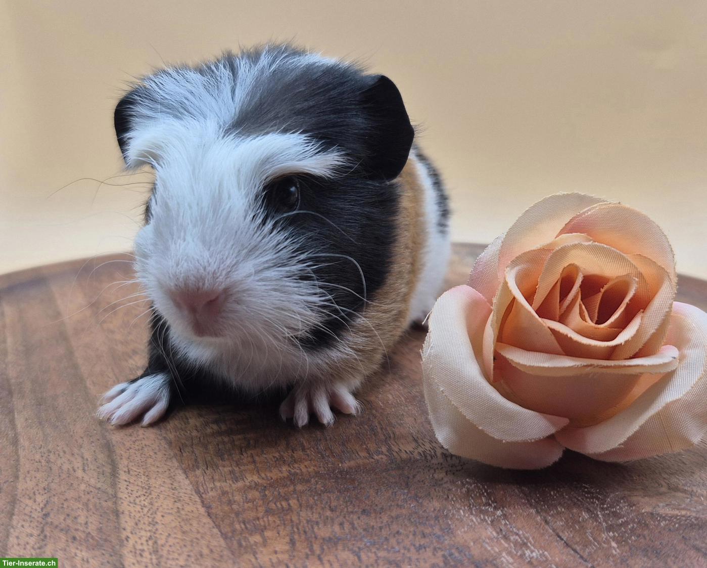 Bild 3: Crested Meerschweinchen Weibchen