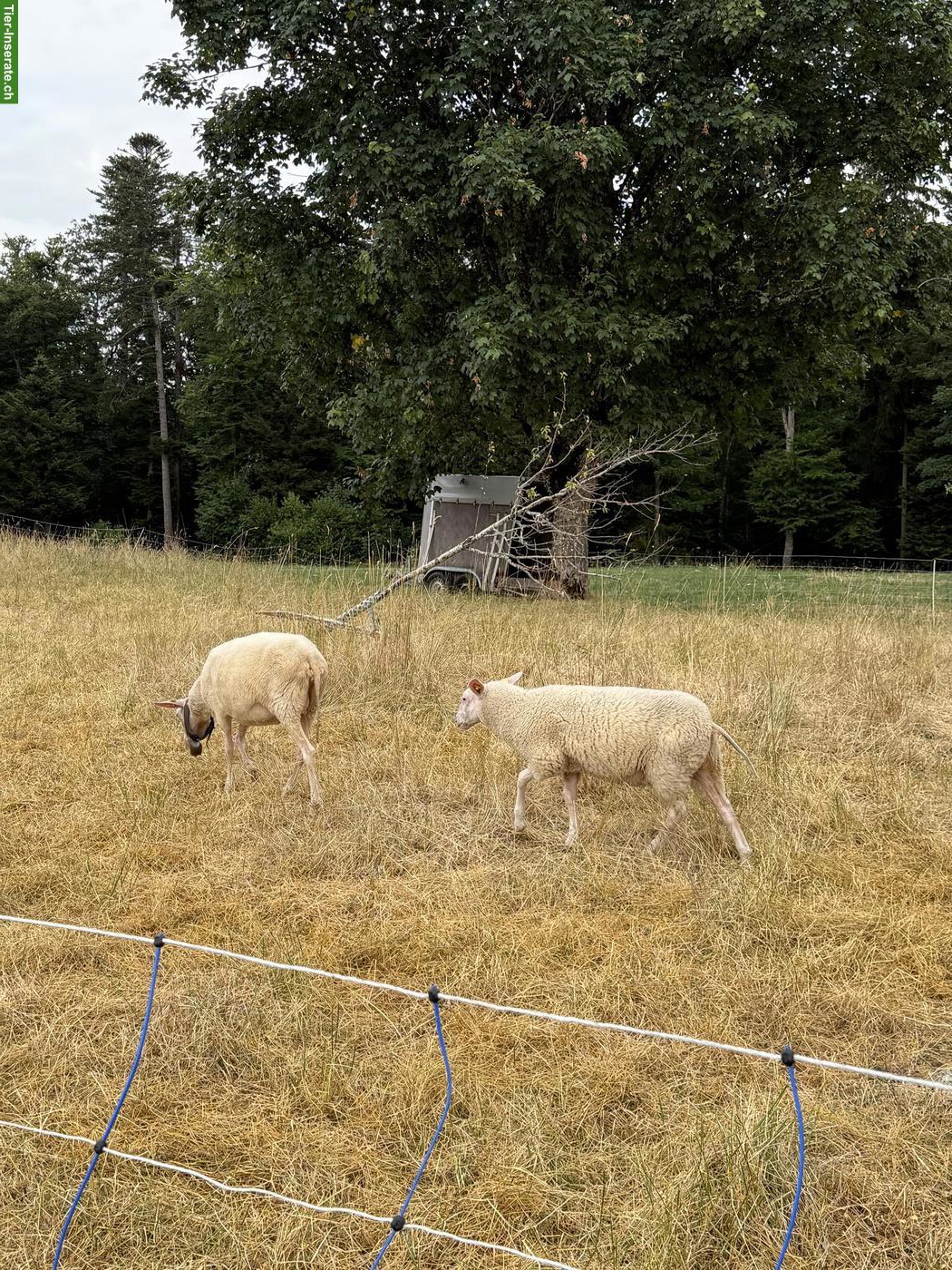 Junge Ostfriesische Milchschafe zu verkaufen