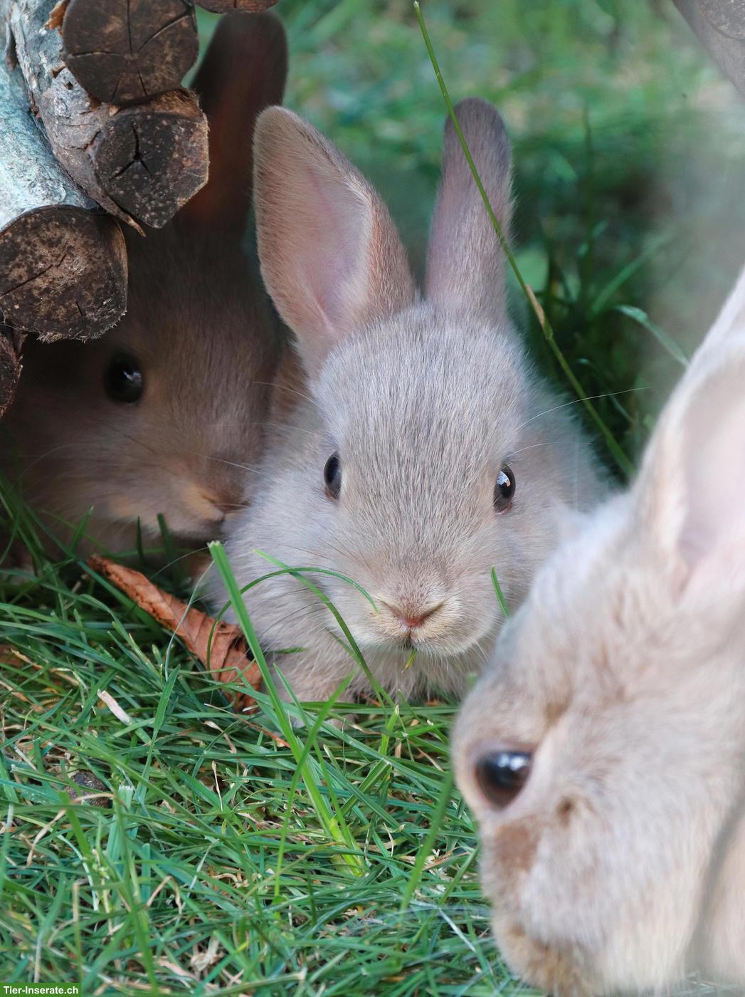 Bild 2: Junge Zwergkaninchen suchen tolles Plätzli