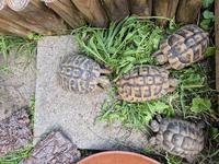 4 Griechische Landschildkröten zu verkaufen