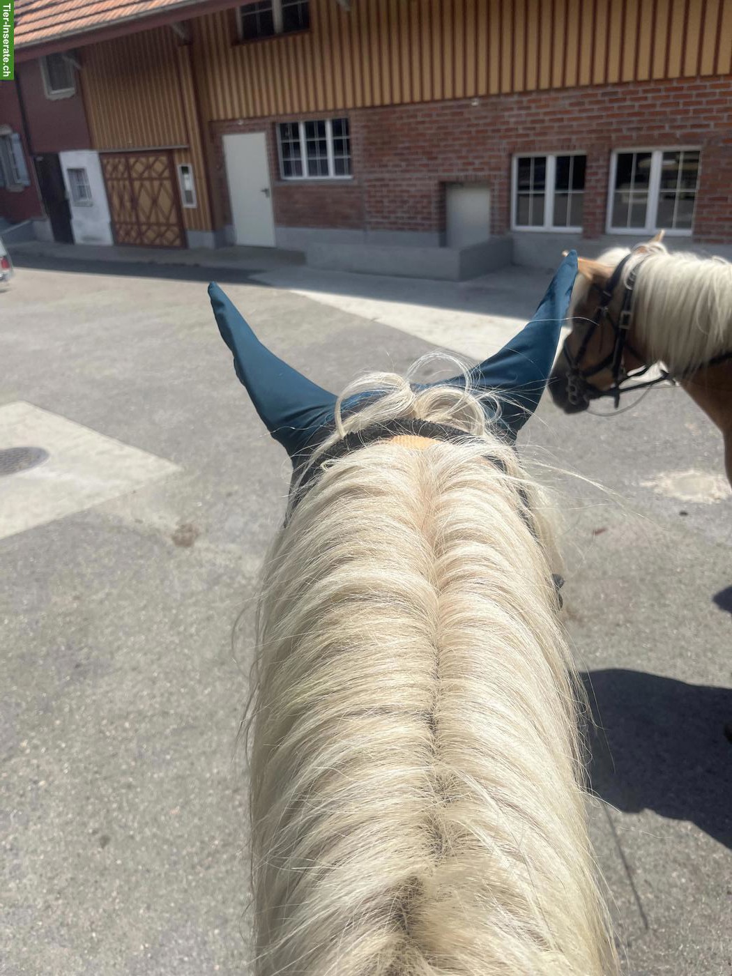 Bild 3: Reiterin sucht Pferd in der Nähe von Zürich Fluntern 🫶🏻