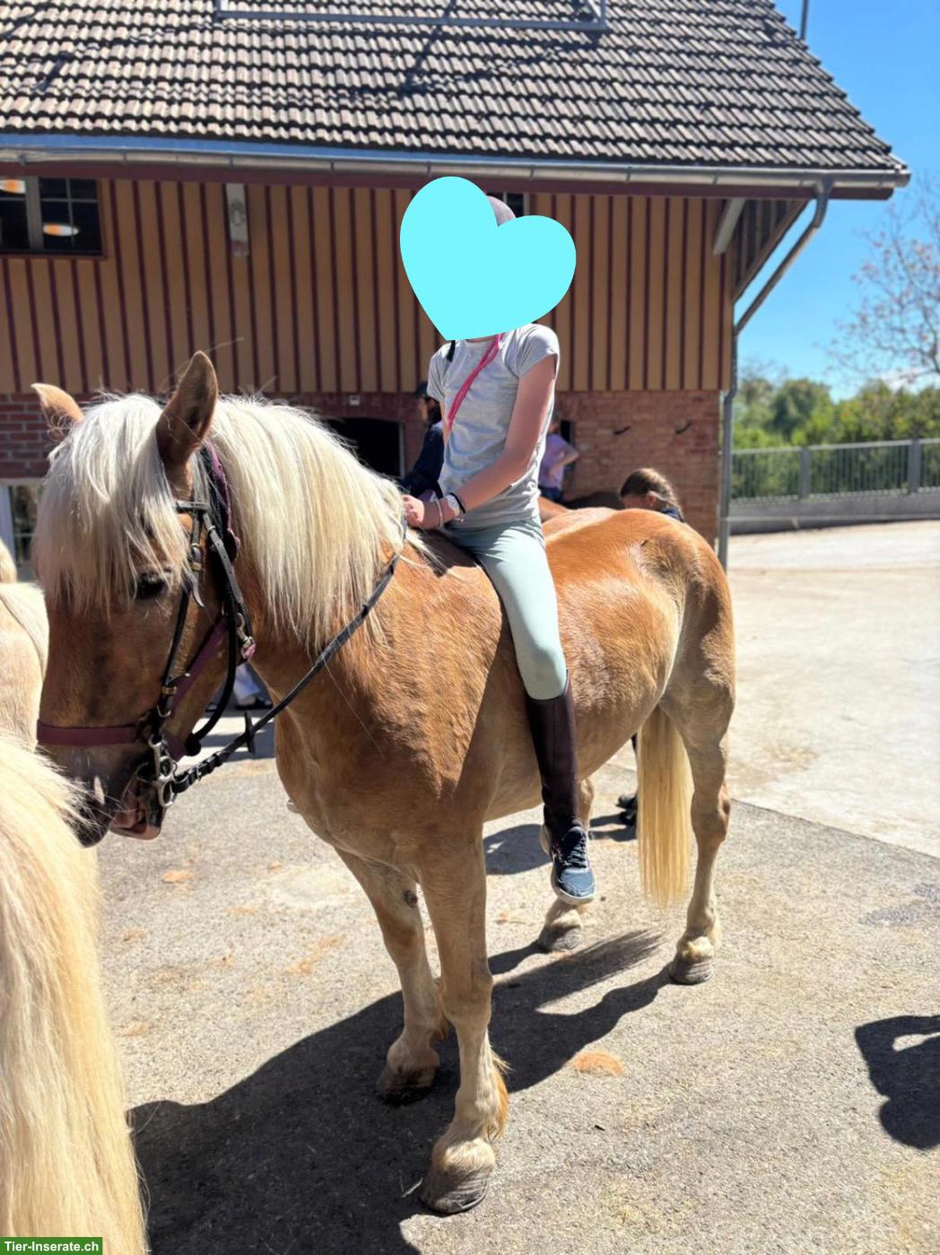 Bild 6: Reiterin sucht Pferd in der Nähe von Zürich Fluntern 🫶🏻