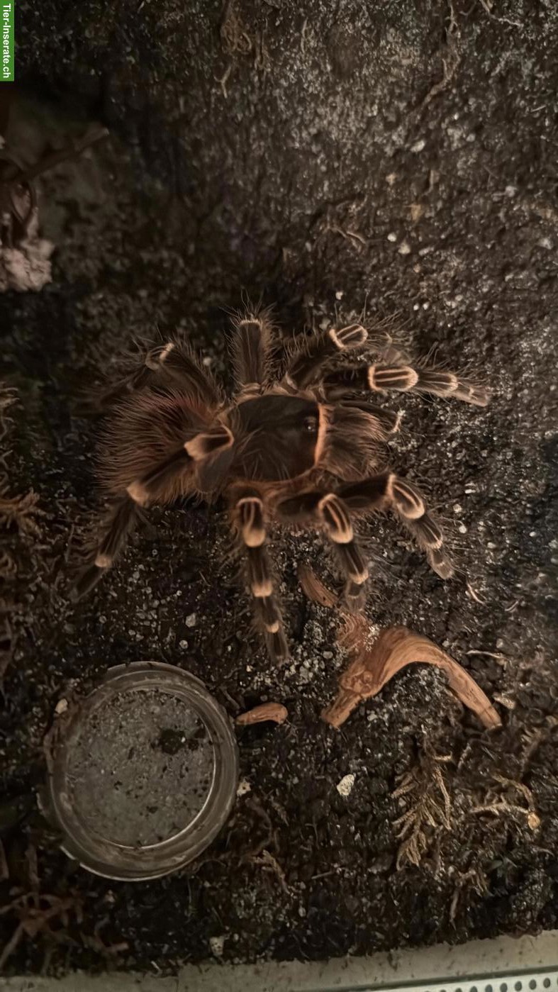 Diverse Vogelspinnen zu verkaufen