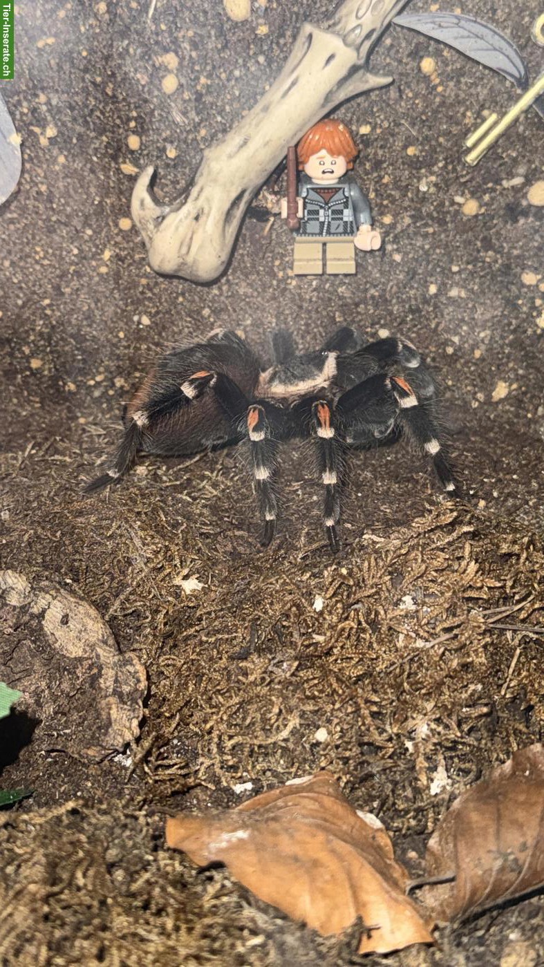 Bild 3: Diverse Vogelspinnen zu verkaufen