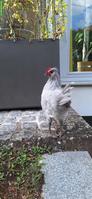 Junge Lavender-Araucana Hähne