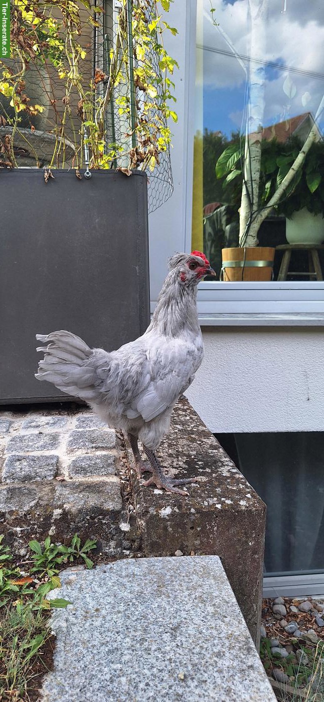 Bild 2: Junge Lavender-Araucana Hähne