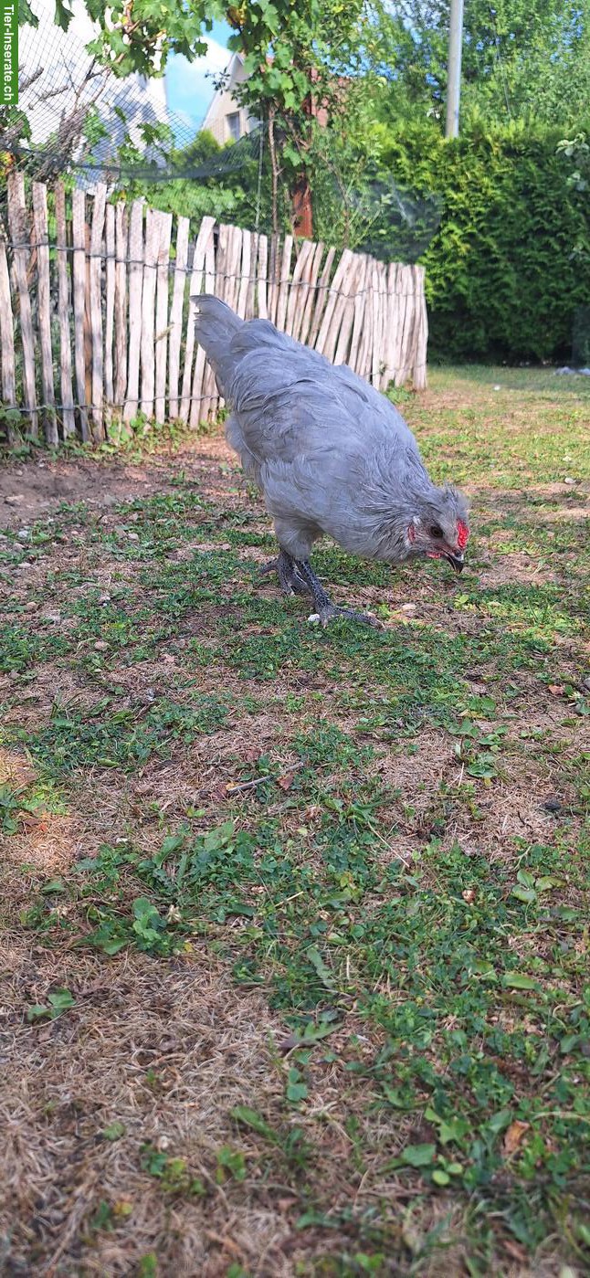 Bild 3: Junge Lavender-Araucana Hähne