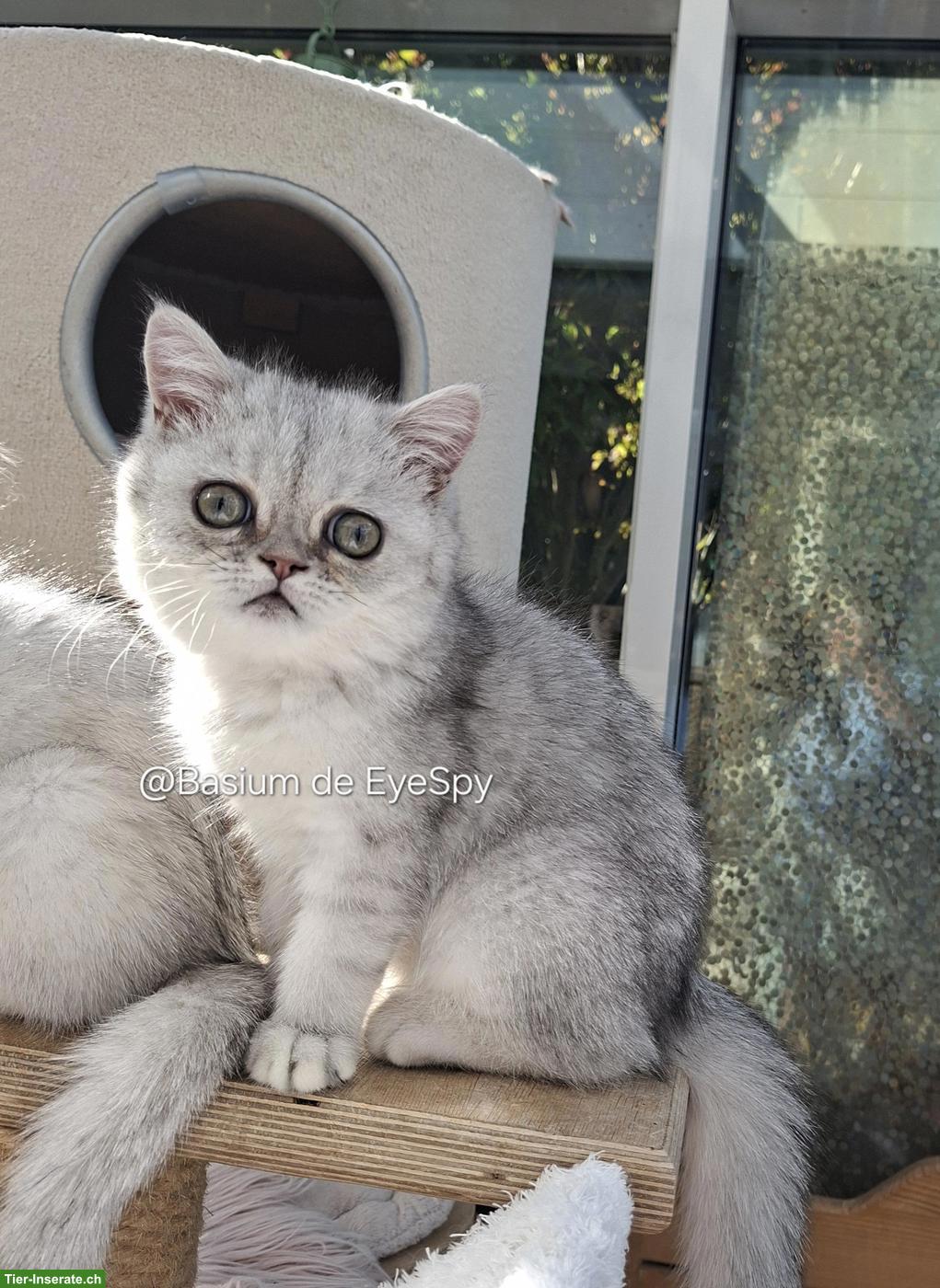 Exotic Shorthair Kater, blue silver shaded, kastriert