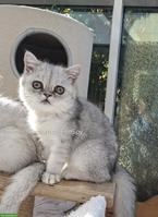 Exotic Shorthair Kater, blue silver shaded, kastriert