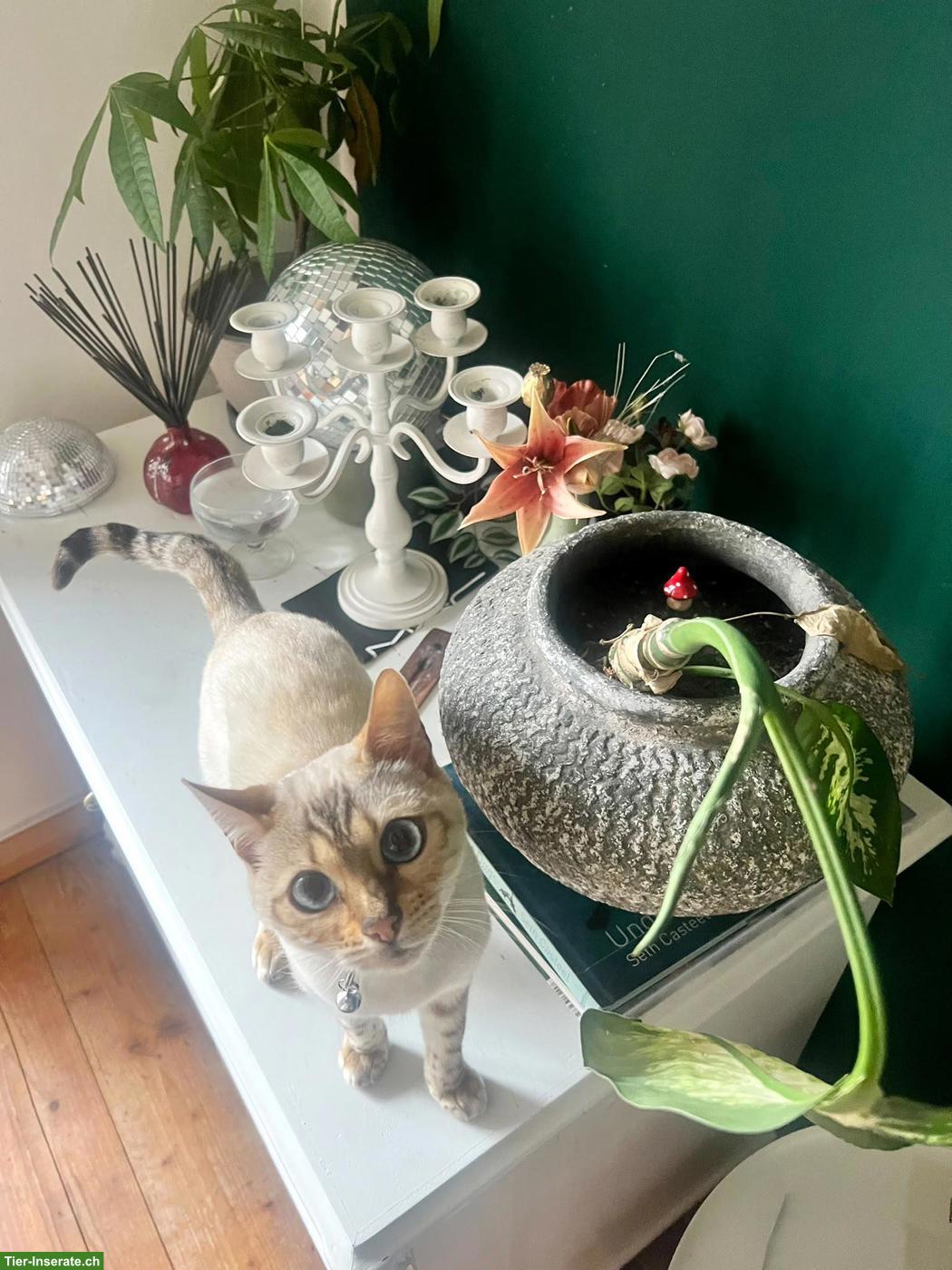 Bengal Mix Kitten (Kater) mit Rosettenzeichnung
