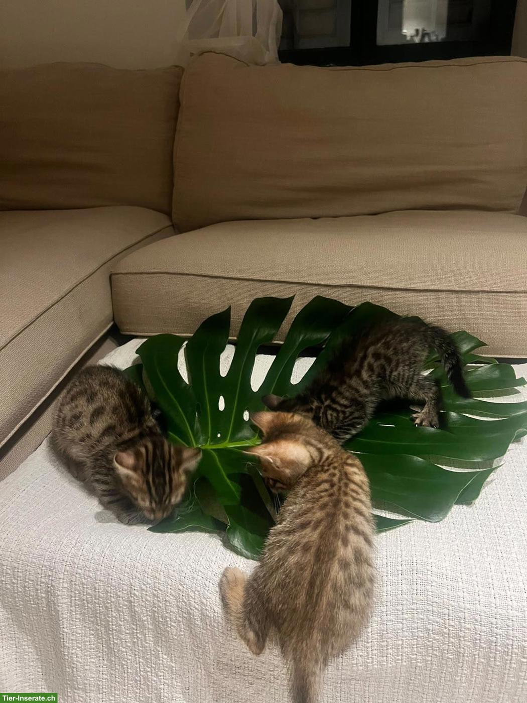 Bild 2: Bengal Mix Kitten (Kater) mit Rosettenzeichnung