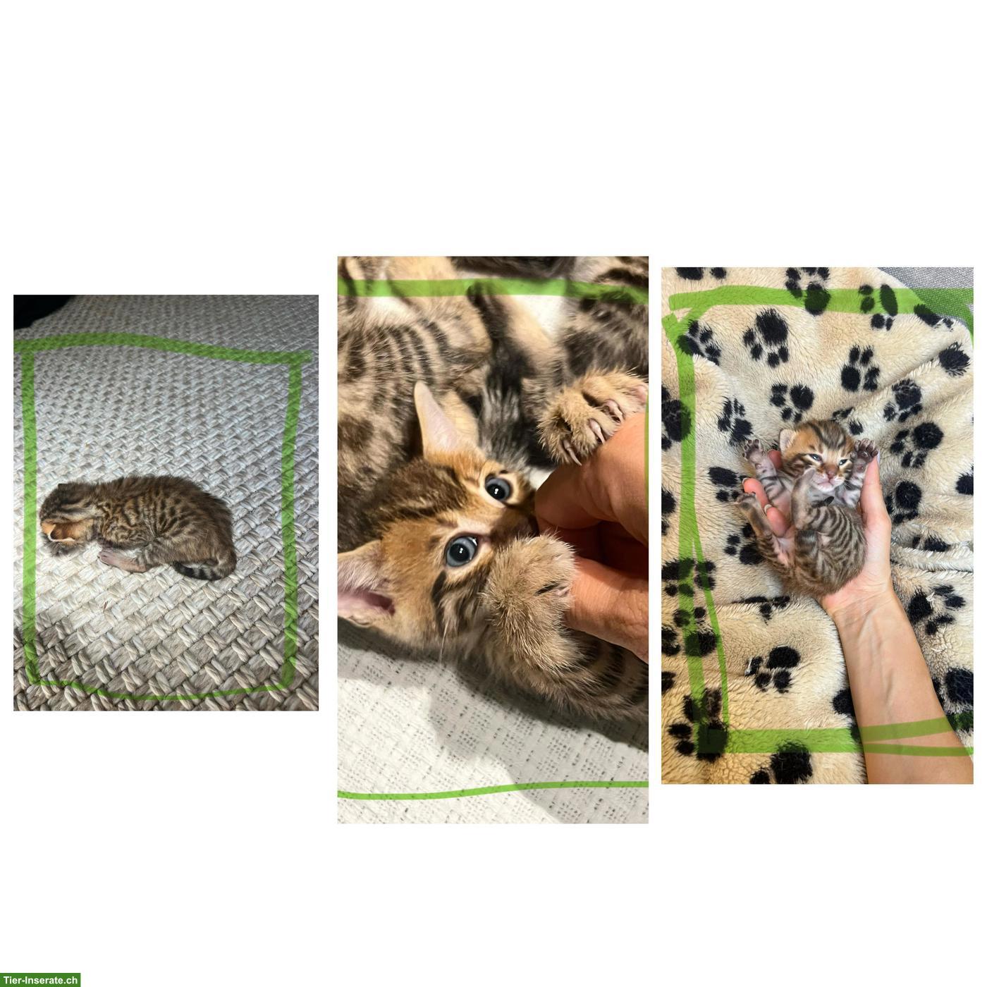 Bild 4: Bengal Mix Kitten (Kater) mit Rosettenzeichnung