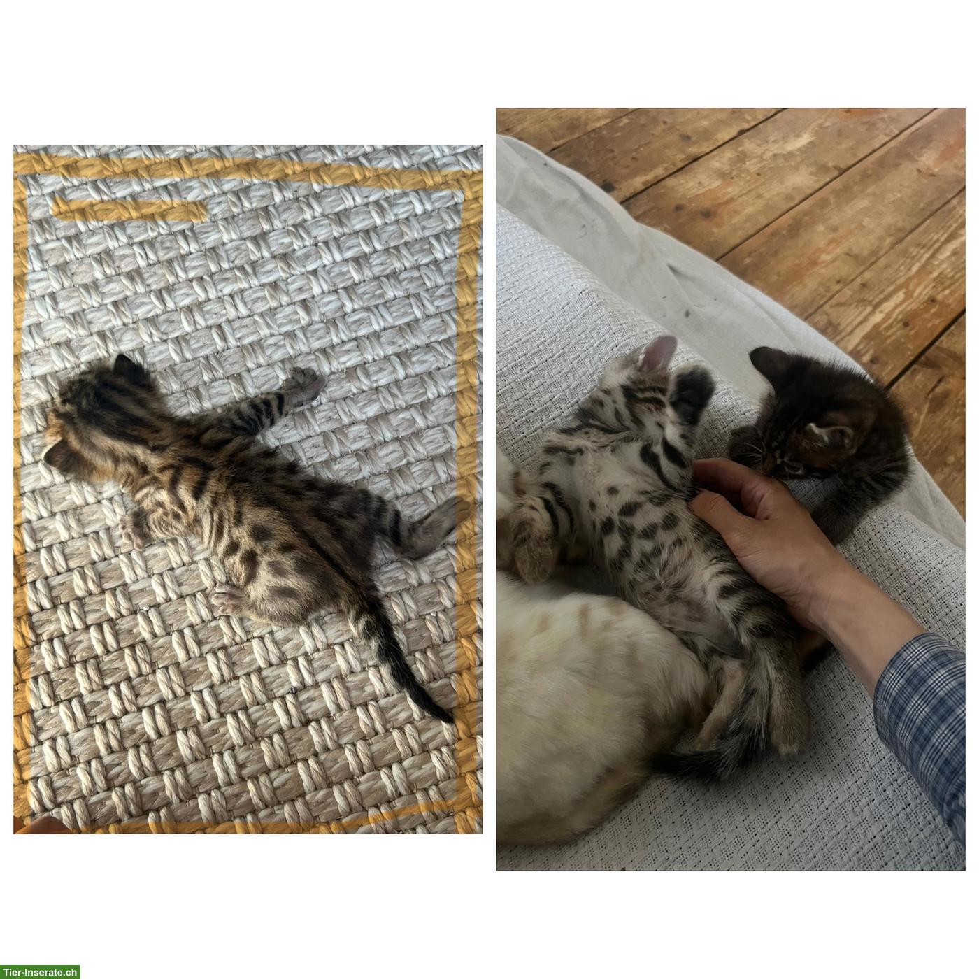 Bild 5: Bengal Mix Kitten (Kater) mit Rosettenzeichnung