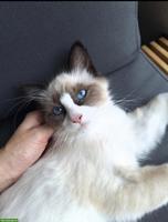 2 Ragdoll/Heilige Birma Katzen suchen gemeinsames Zuhause