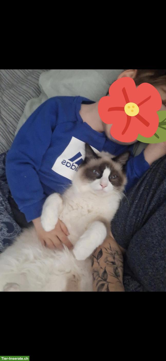 Bild 2: 2 Ragdoll/Heilige Birma Katzen suchen gemeinsames Zuhause