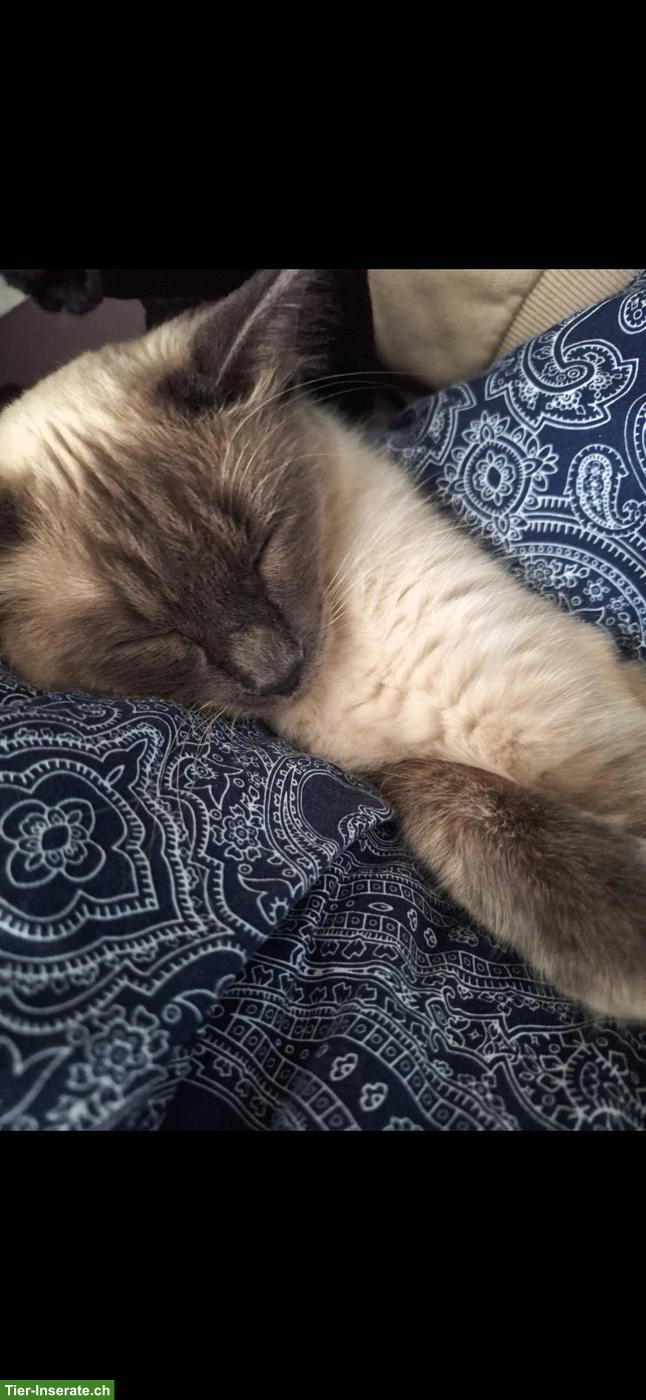 Bild 3: 2 Ragdoll/Heilige Birma Katzen suchen gemeinsames Zuhause