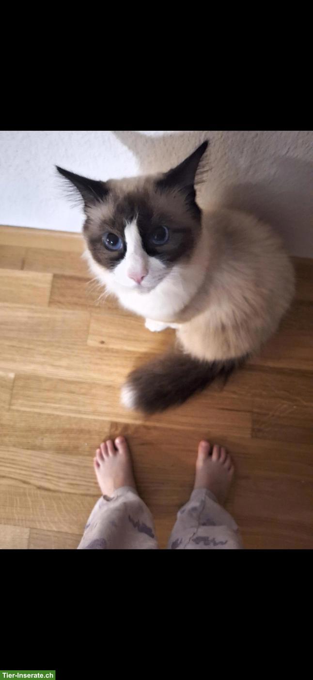 Bild 4: 2 Ragdoll/Heilige Birma Katzen suchen gemeinsames Zuhause
