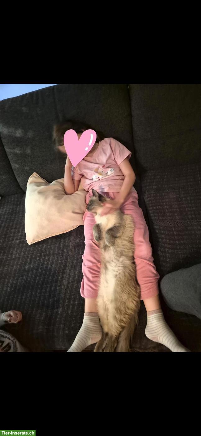 Bild 5: 2 Ragdoll/Heilige Birma Katzen suchen gemeinsames Zuhause
