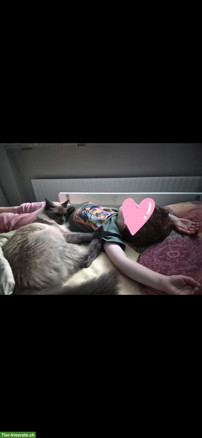 Bild 6: 2 Ragdoll/Heilige Birma Katzen suchen gemeinsames Zuhause