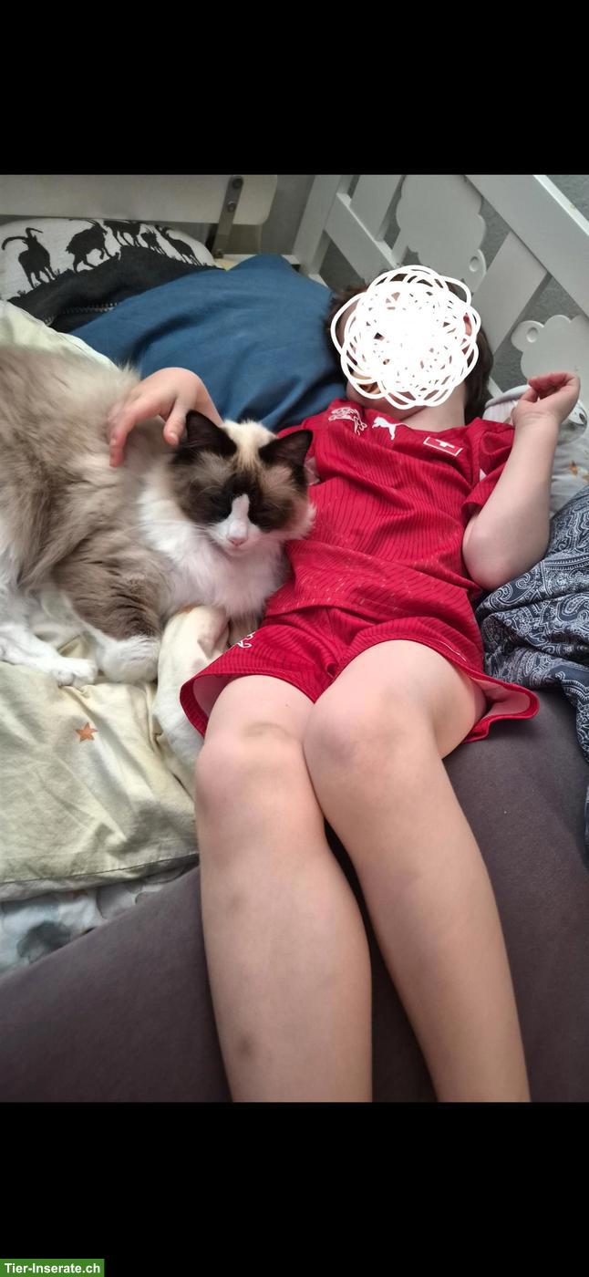 Bild 7: 2 Ragdoll/Heilige Birma Katzen suchen gemeinsames Zuhause