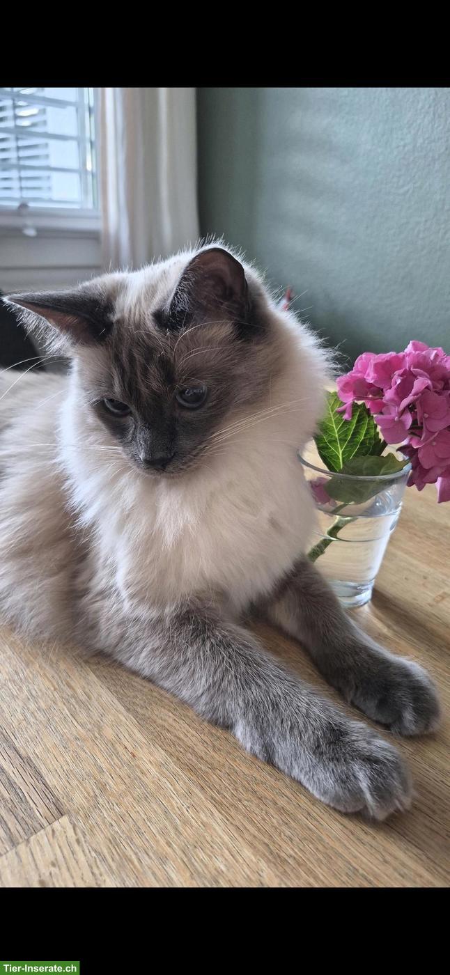 Bild 8: 2 Ragdoll/Heilige Birma Katzen suchen gemeinsames Zuhause