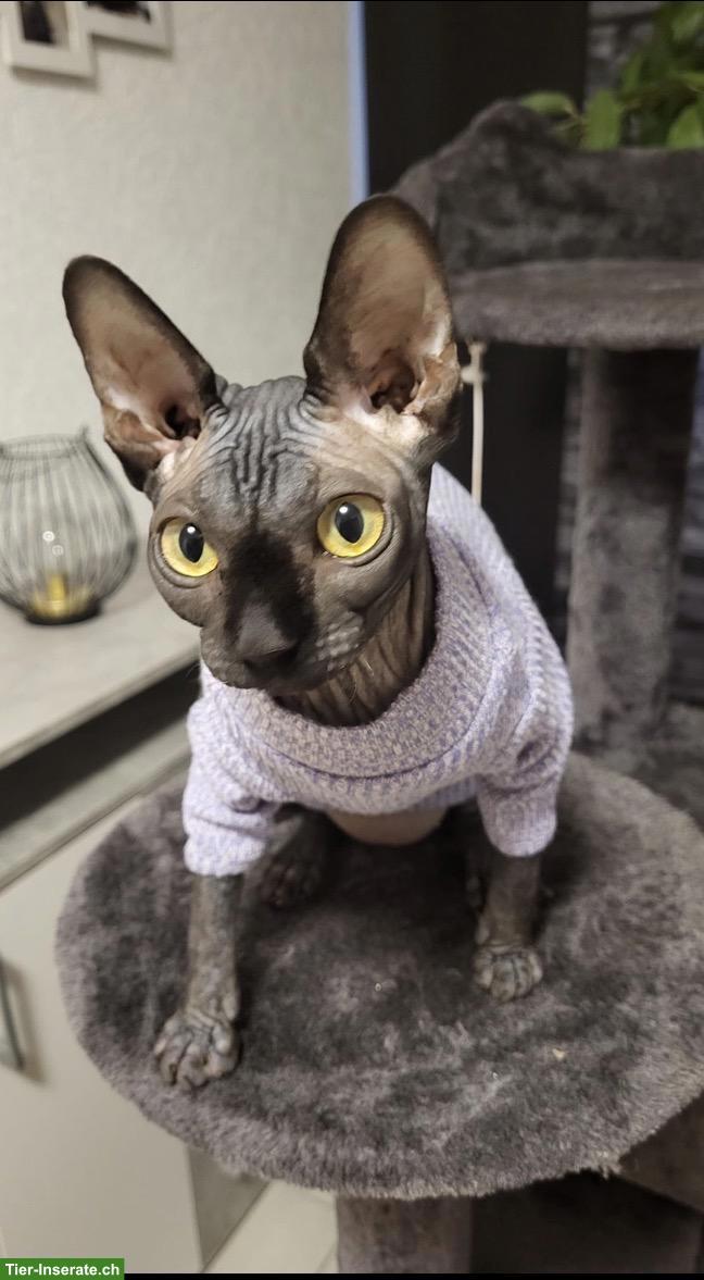 Sphynx Katze, anthrazit, weiblich