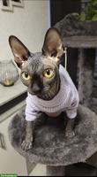 Sphynx Katze, anthrazit, weiblich