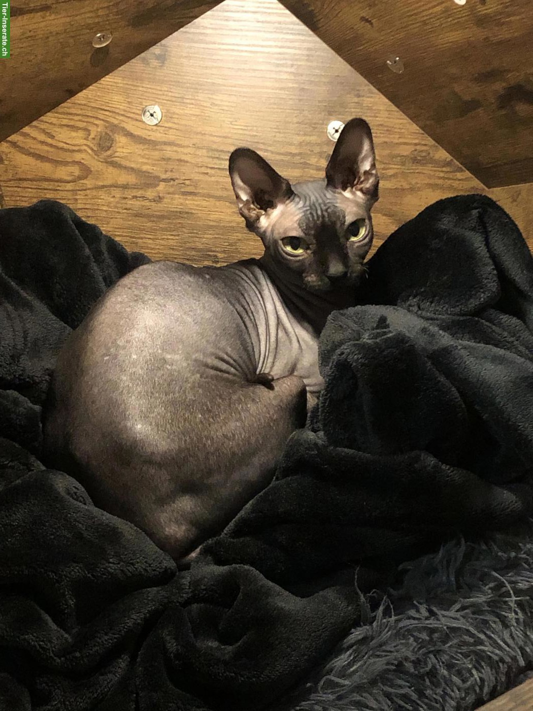 Bild 2: Sphynx Katze, anthrazit, weiblich