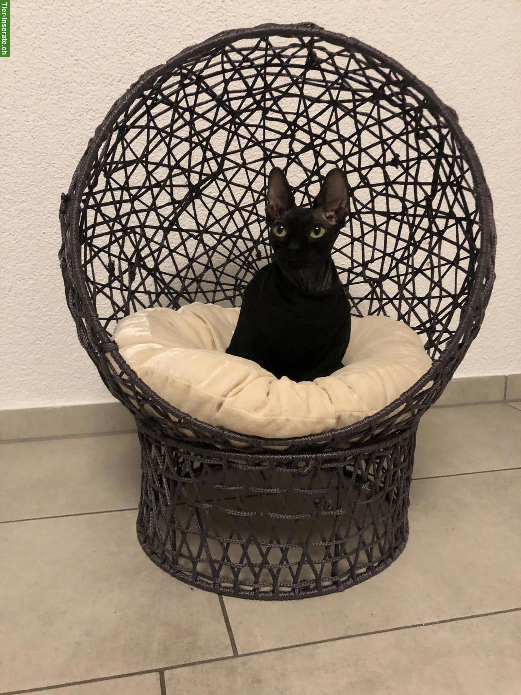Bild 3: Sphynx Katze, anthrazit, weiblich