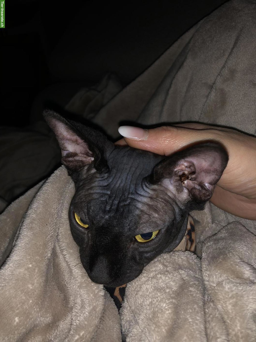 Bild 4: Sphynx Katze, anthrazit, weiblich