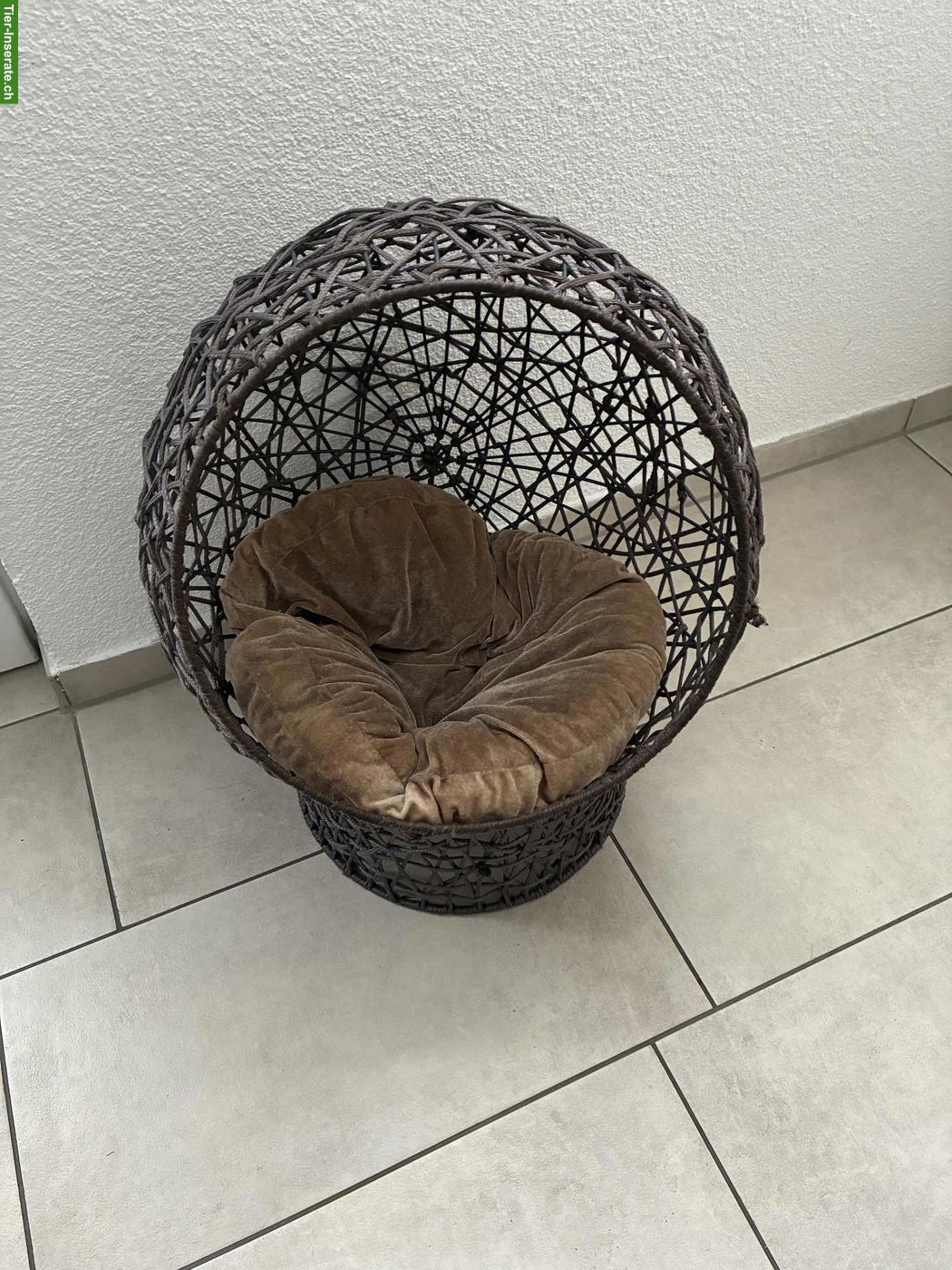 Bild 8: Sphynx Katze, anthrazit, weiblich