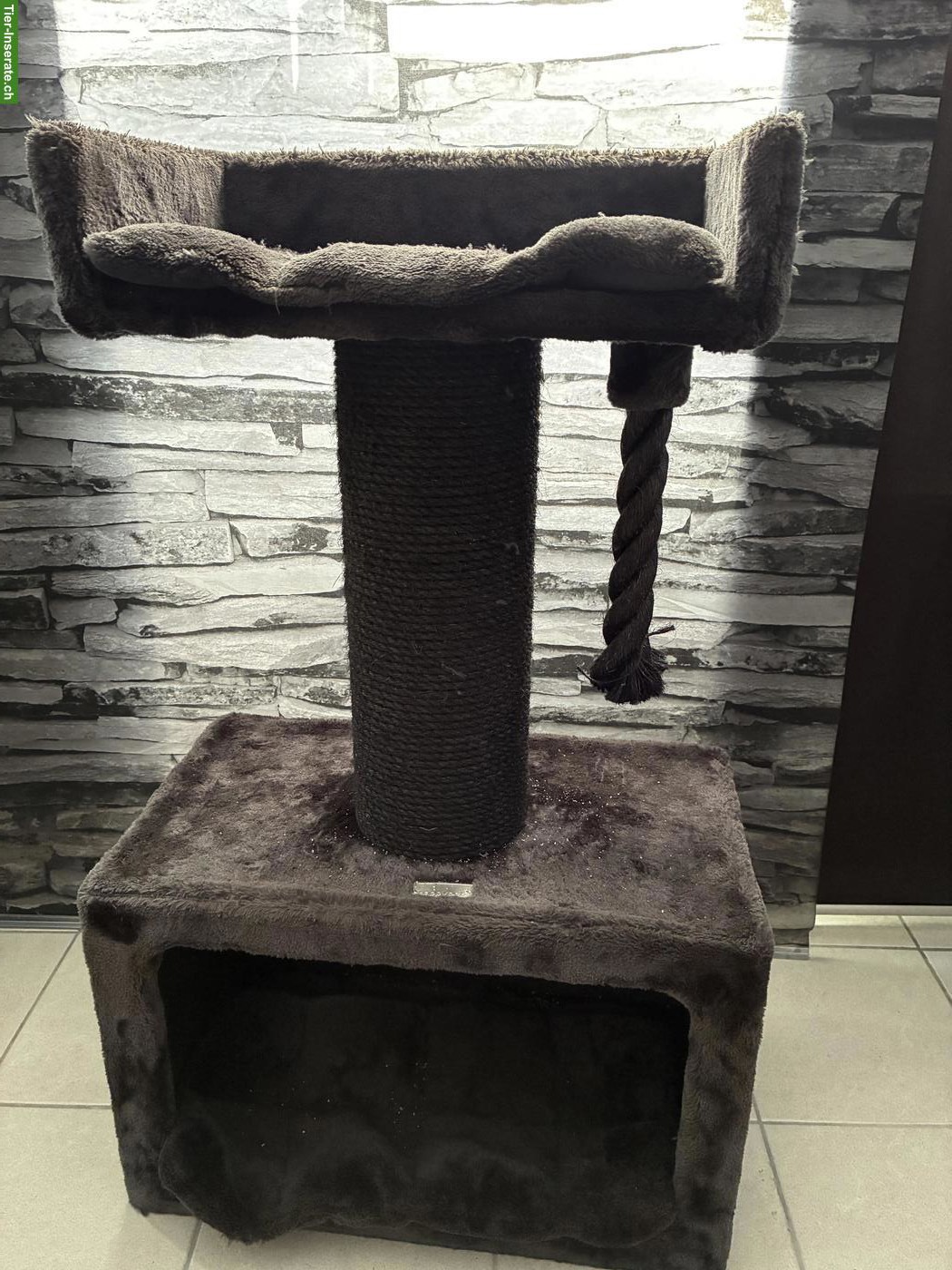 Bild 9: Sphynx Katze, anthrazit, weiblich