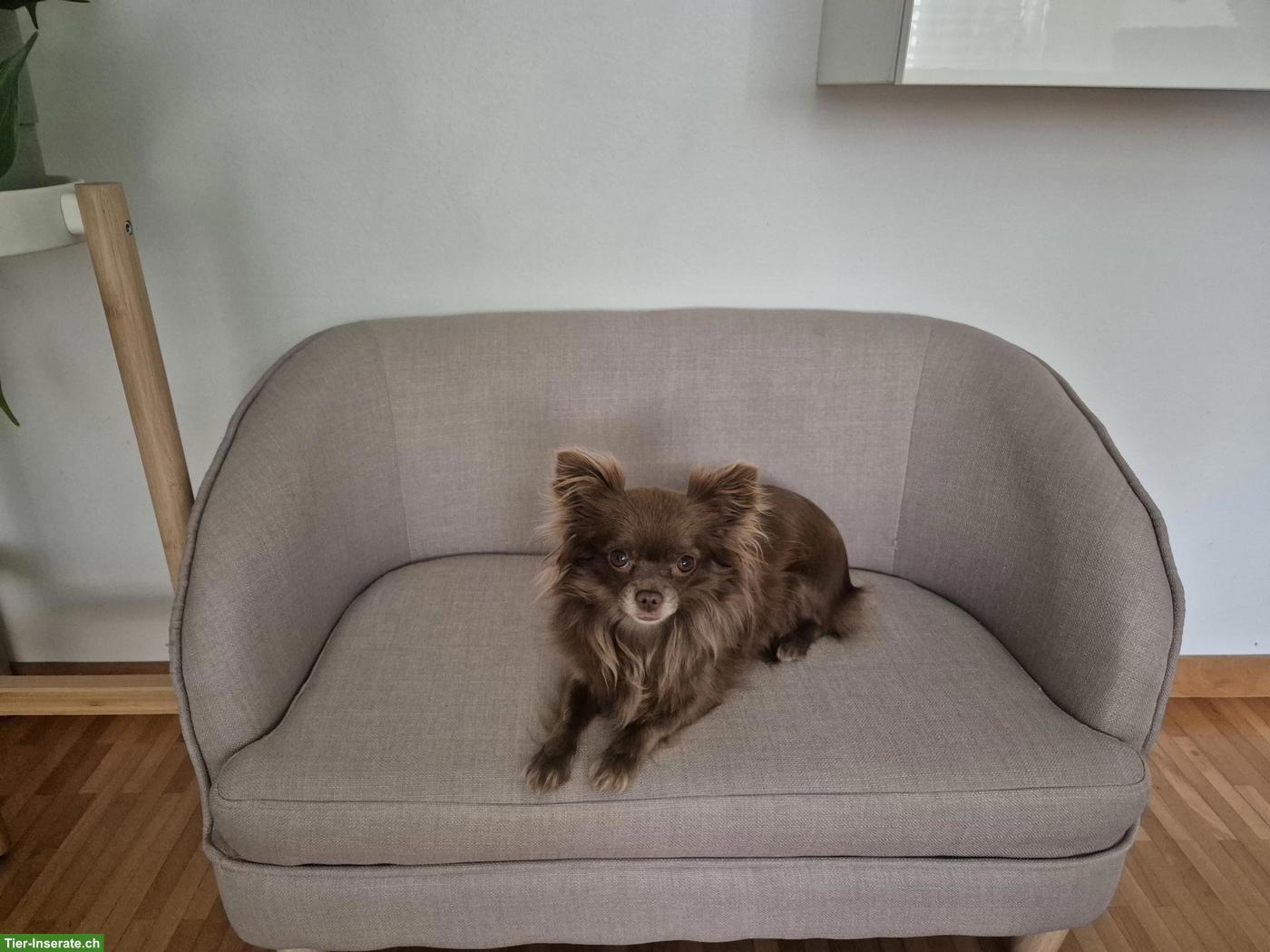 Chihuahua Hündin, 4-jährig