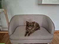 Chihuahua Hündin, 4-jährig