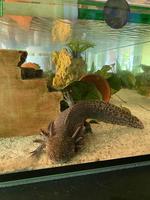 Axolotl inkl. 200L Aquarium & Zubehör